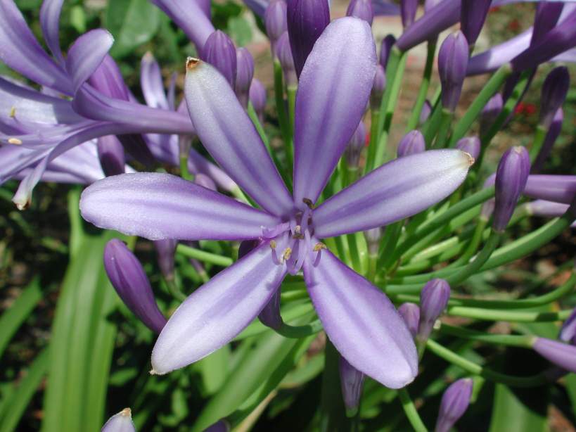 معرفی و راهنمای پرورش گیاهان زینتی فضای باز - آگاپانتوس